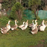 عکس گویای همچیز هست