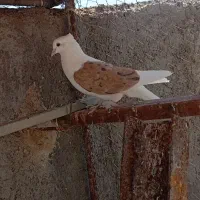 کبوتر|پرنده|مرند, |دیوار