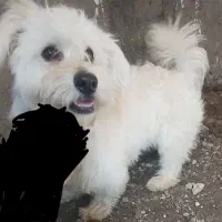 ترییر سفید یکدست . رام