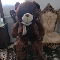 شاسخین قهوه ای