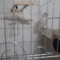 عروس هلندی البینو