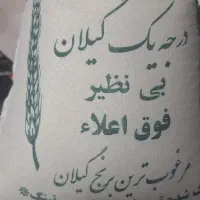 برنج طارم هاشمی فریدونکنار