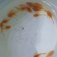 بار جدید ماهی کت فیش و پلکو رسید