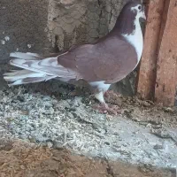 نرطاقی اصل