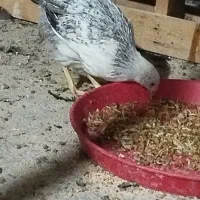 مرغ و جوجه برهما گلین بوقلمون
