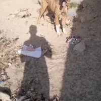 شوتی