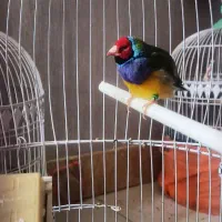 فنچ گلدین مولد طوطی برزیلی