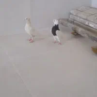 کبوتر جوجه طوقی