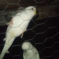 ۶ عدد مرغ عشق قیمت دانه ای ۷۵۰ و ۱۰۰۰ و ۵۰۰