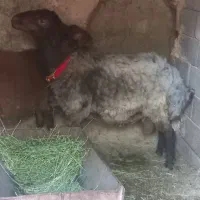 قوچ ۲ ساله هترو