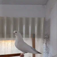 کبوتر ماده دم سیاه