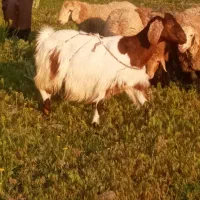 بز جوان