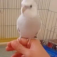 عروس هلندی نر