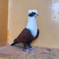 کبوتر قوچان