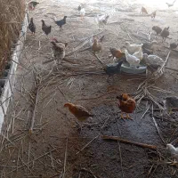 خلفه خروس و مرغ