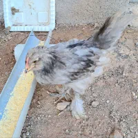 جوجه|حیوانات مزرعه|کوثر, |دیوار