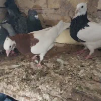 پرنده کبوتر