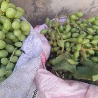 غوره|حراج|دورود, |دیوار