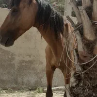 اسب