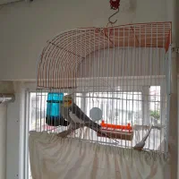 عروس هلندی|پرنده|رشت, کوی حسینی|دیوار