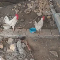 مرغ خروس