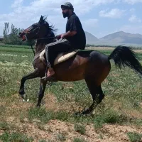 مادیان|اسب و تجهیزات اسبسواری|کمره, |دیوار