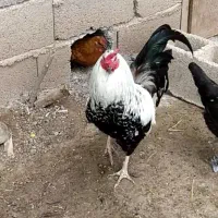 جوجه های یک روزه تا 10 روزه