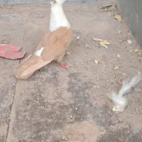 ماده کلاغ زرد