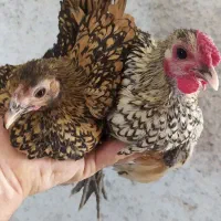 سبرایت
