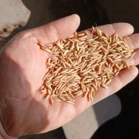 بزر شالی طارم هاشمی