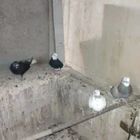 ۴تا کبوتر
