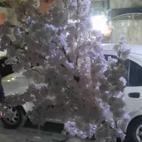 درخت شکوفه