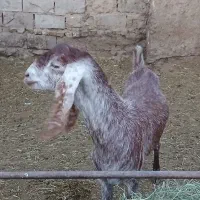 بز اسرائیلی