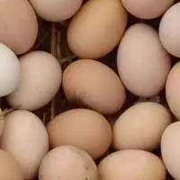 تخم مرغ محلی تازه