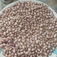 فروش لوبیا چیتی  سرحد