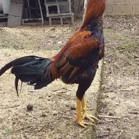 تخم لاری نژاد اصیل