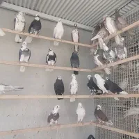کبوتر پرشی