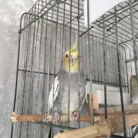 عروس هلندی