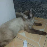 گربه