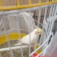 عروس هلندی و مرغ عشق