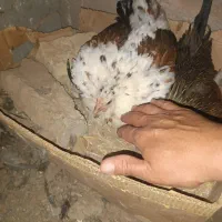 مرغ کرک