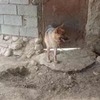 سگ ژرمن
