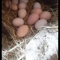 تخم مرغ خانگی بدون آنتی بیوتیک و رنگ