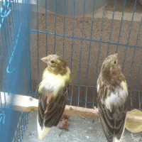 ۲عددجوجه قناری نر ۶ماهه