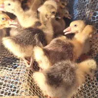 جوجه غاز|حیوانات مزرعه|قائمشهر, |دیوار