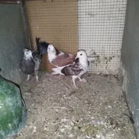 جوجه کفتر