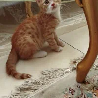 واگذاری گربه دی اس اچ نر