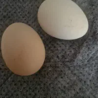 تخم مرغ نطفه دار برهما
