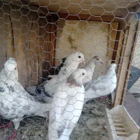 کبوتر