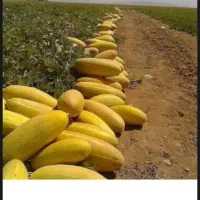 سرمایه گذار برای میوه و تره بار و خرما